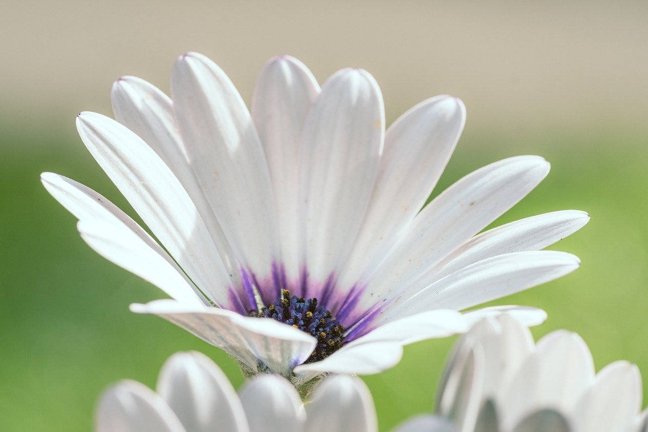 Sipoonkorven kansallispuisto kodin vieressä